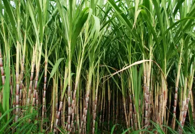 Sugar beet vs sugar cane
