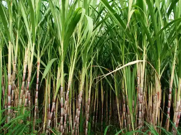 Nedstar sugar cane field