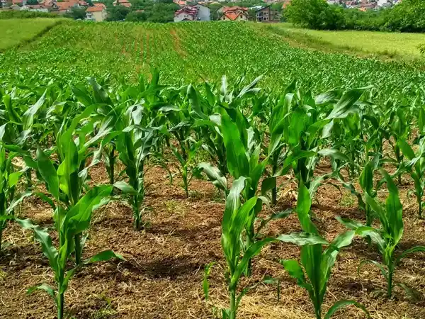 Nedstar corn field