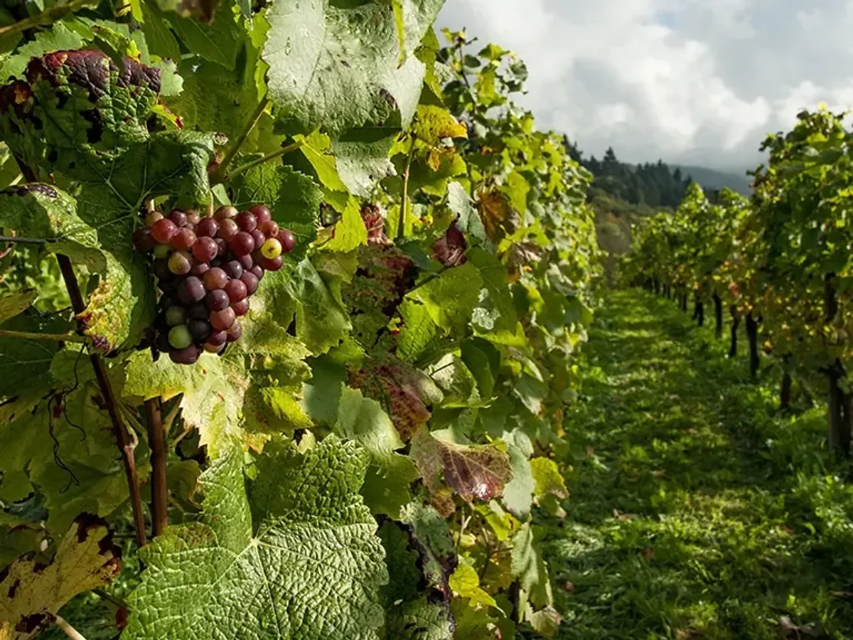 Nedstar organic grape landscape crop