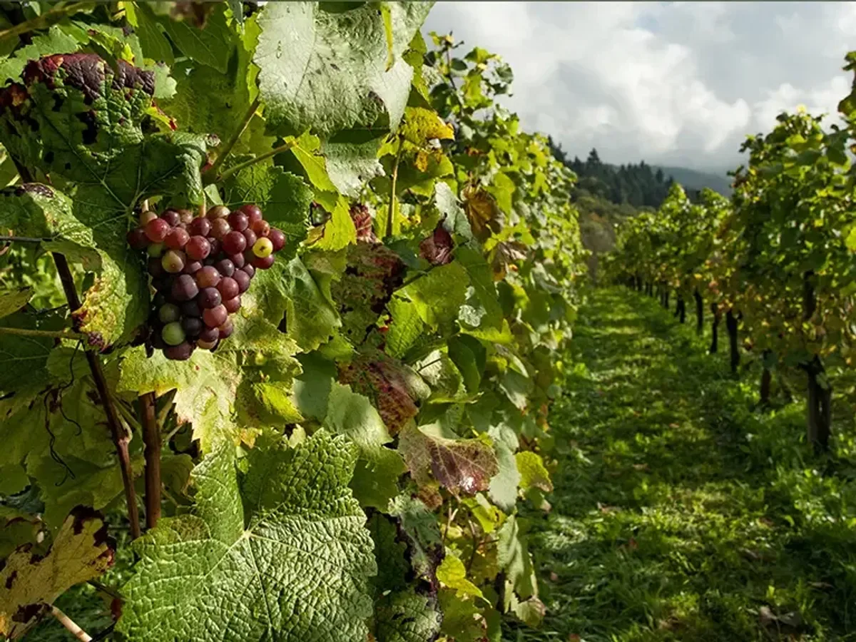 Nedstar organic grape landscape