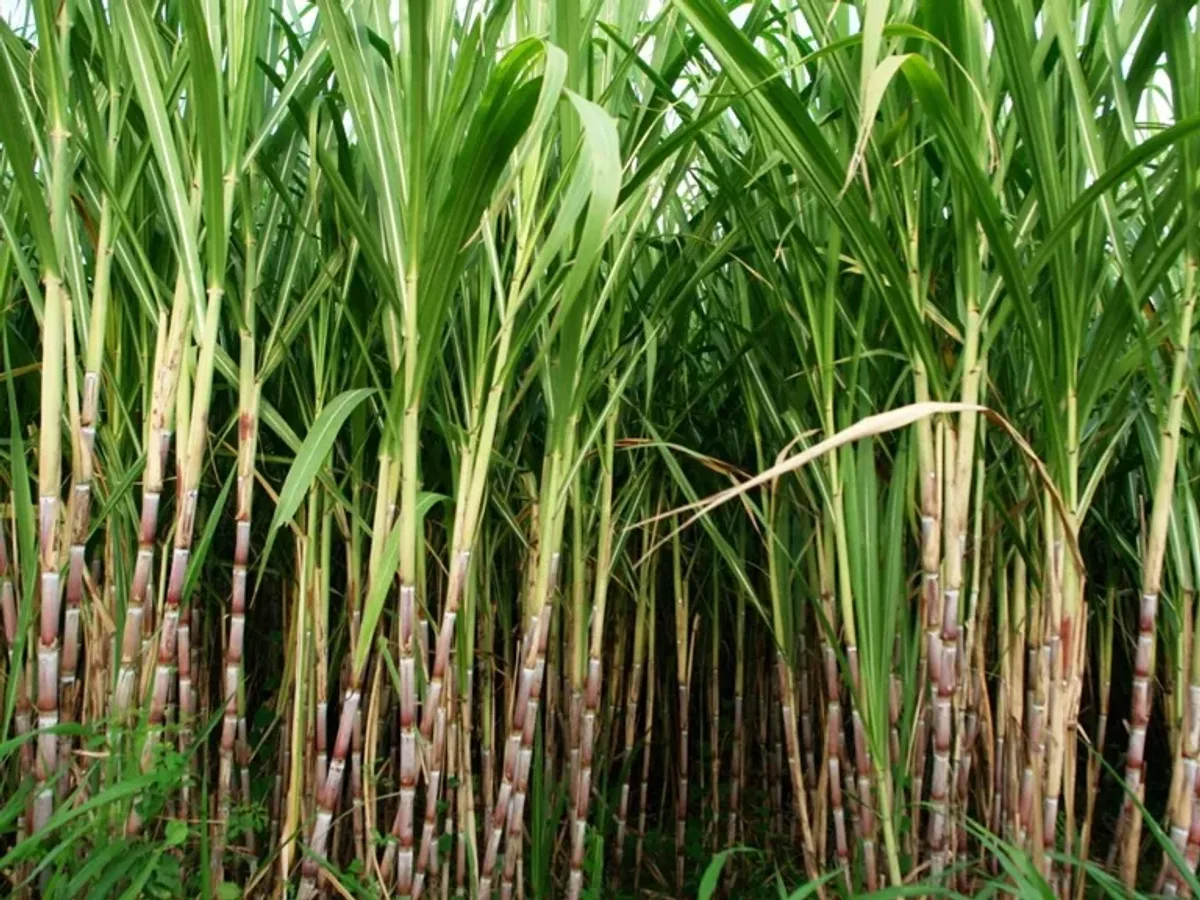 Nedstar raw material sugar cane ground